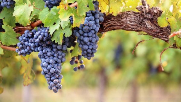 Syrah, grappolo di Shiraz, vitigni francesi, guida ai migliro vini del mondo, vino australiano